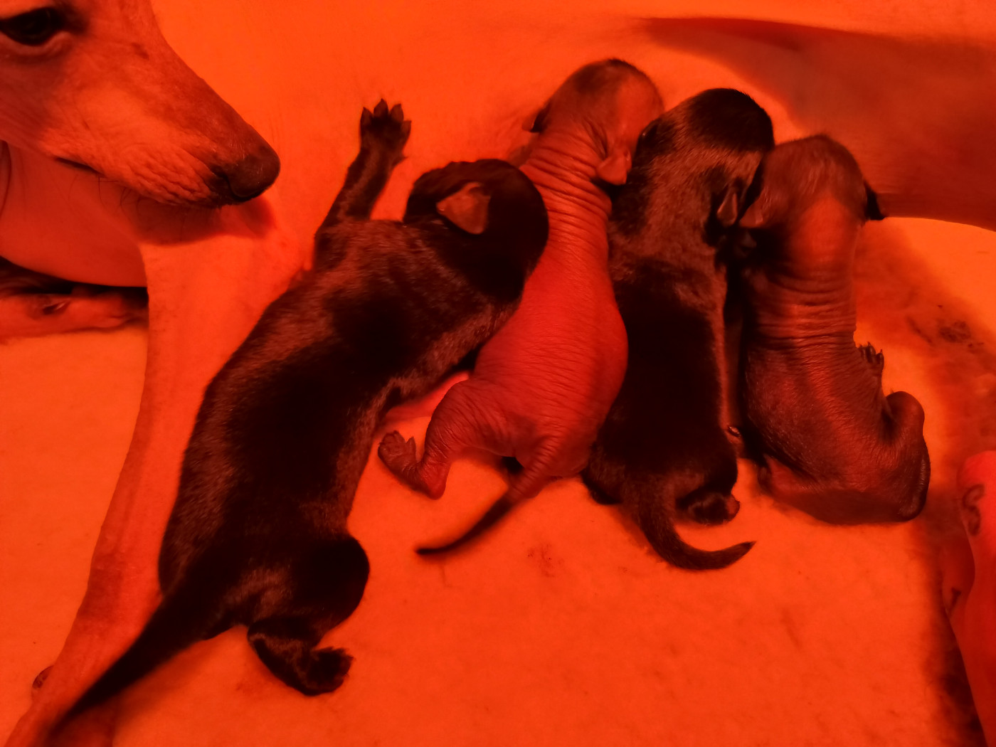 Chiot Chien nu mexicain Oneirataxia