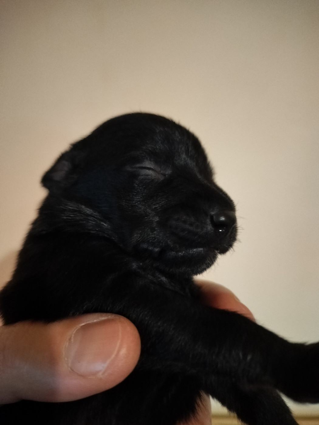 Oneirataxia - Chiots disponibles - Chien nu mexicain