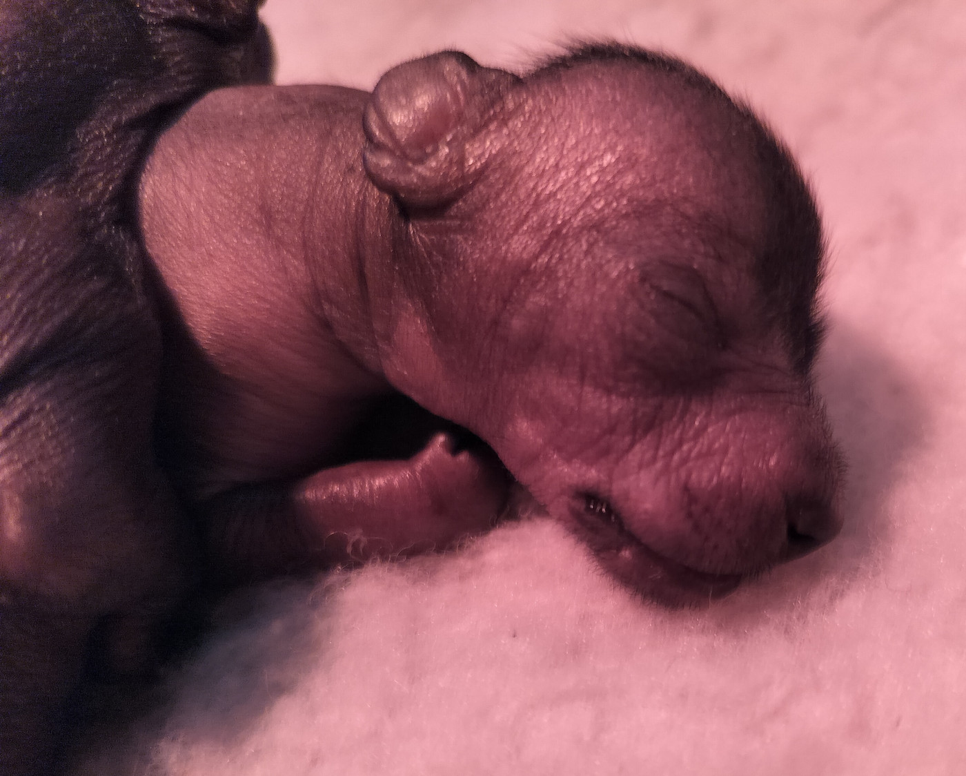 Oneirataxia - Chiots disponibles - Chien nu mexicain