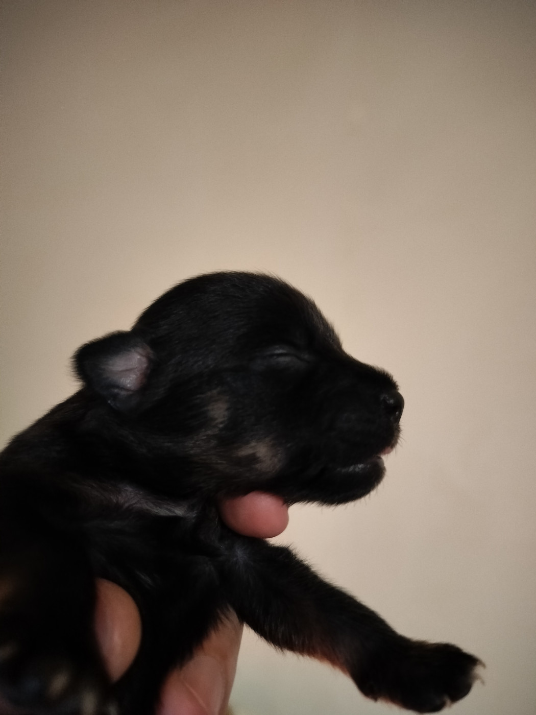 Oneirataxia - Chiots disponibles - Chien nu mexicain