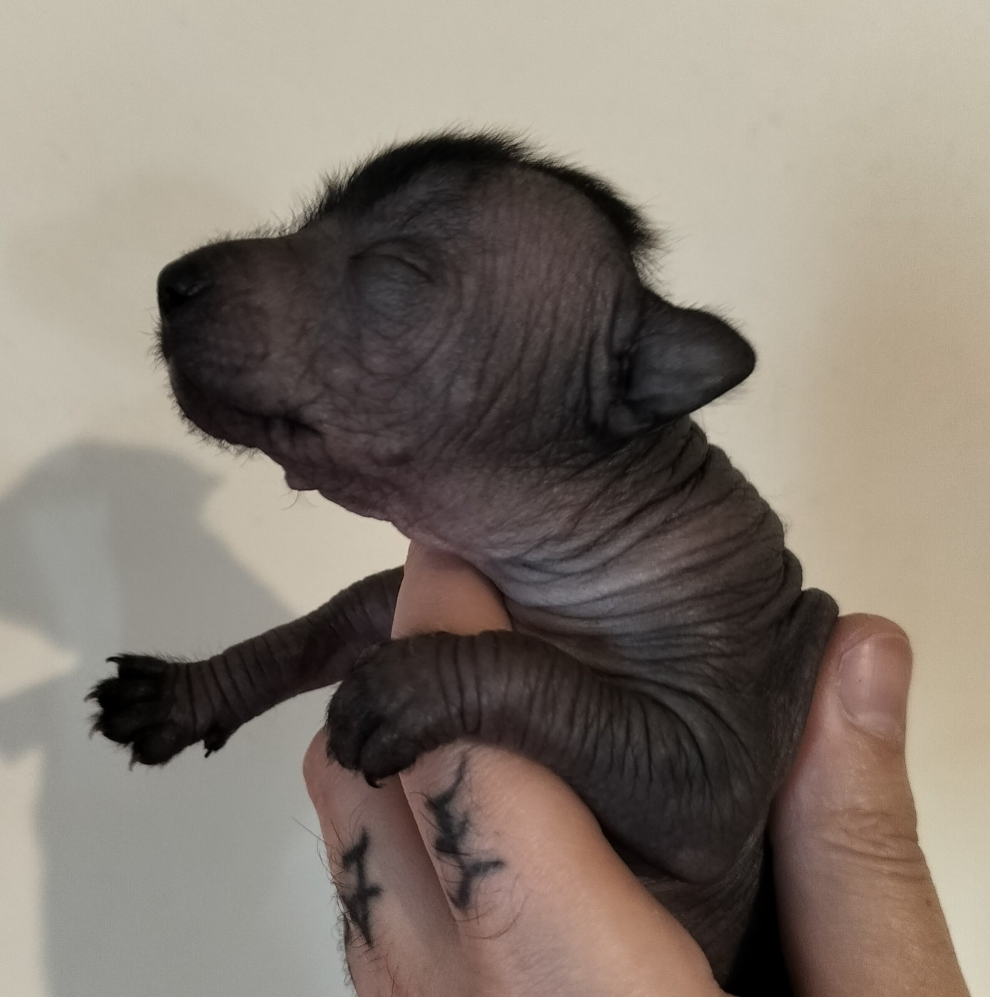 Oneirataxia - Chiots disponibles - Chien nu mexicain