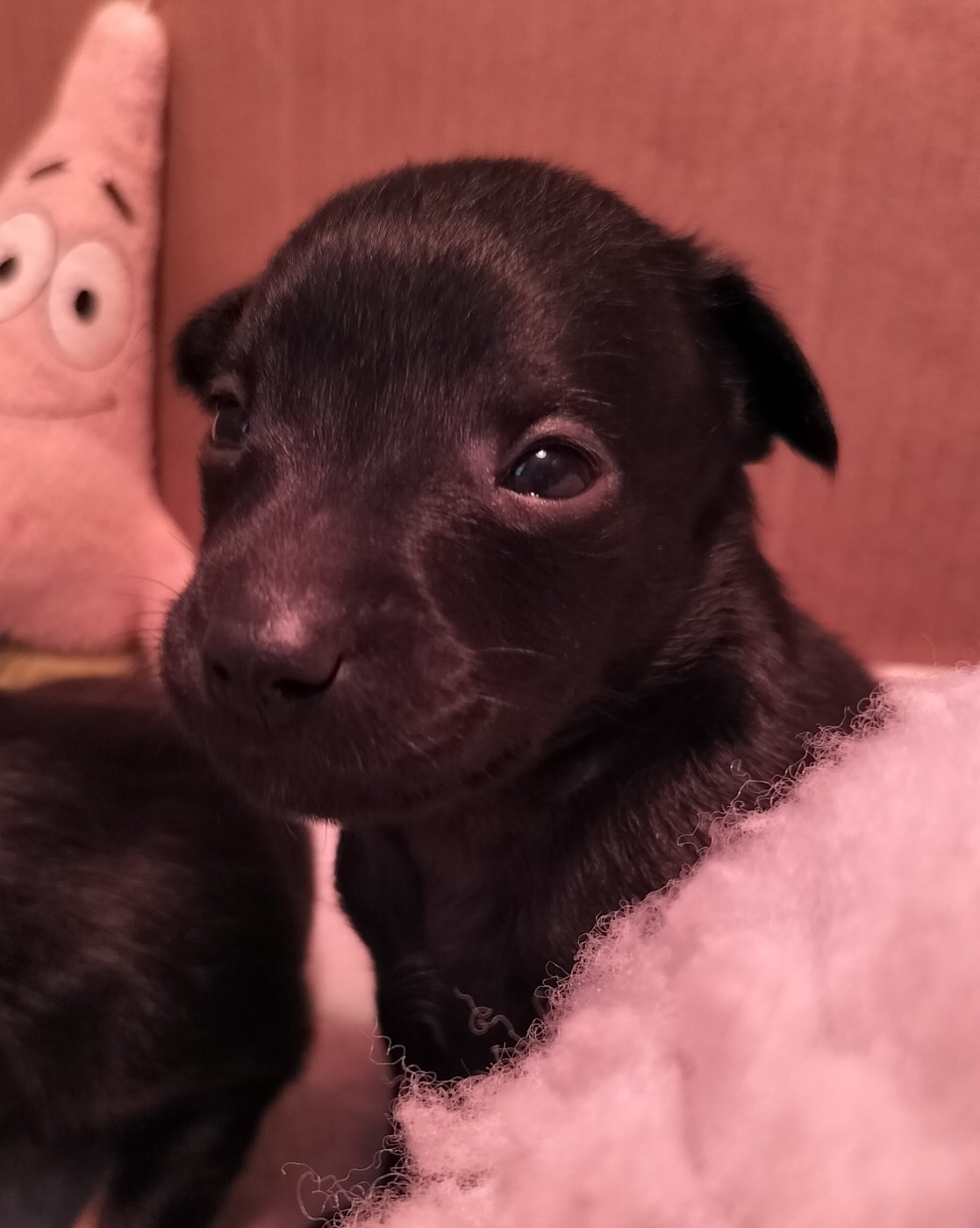 Oneirataxia - Chiots disponibles - Chien nu mexicain