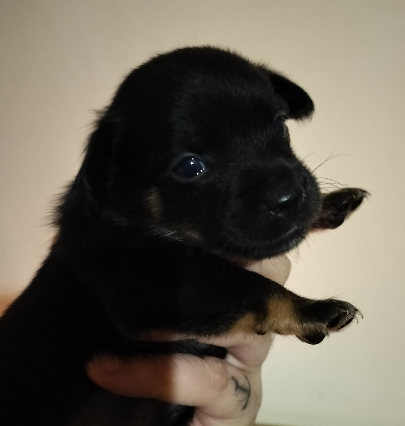 Oneirataxia - Chiots disponibles - Chien nu mexicain