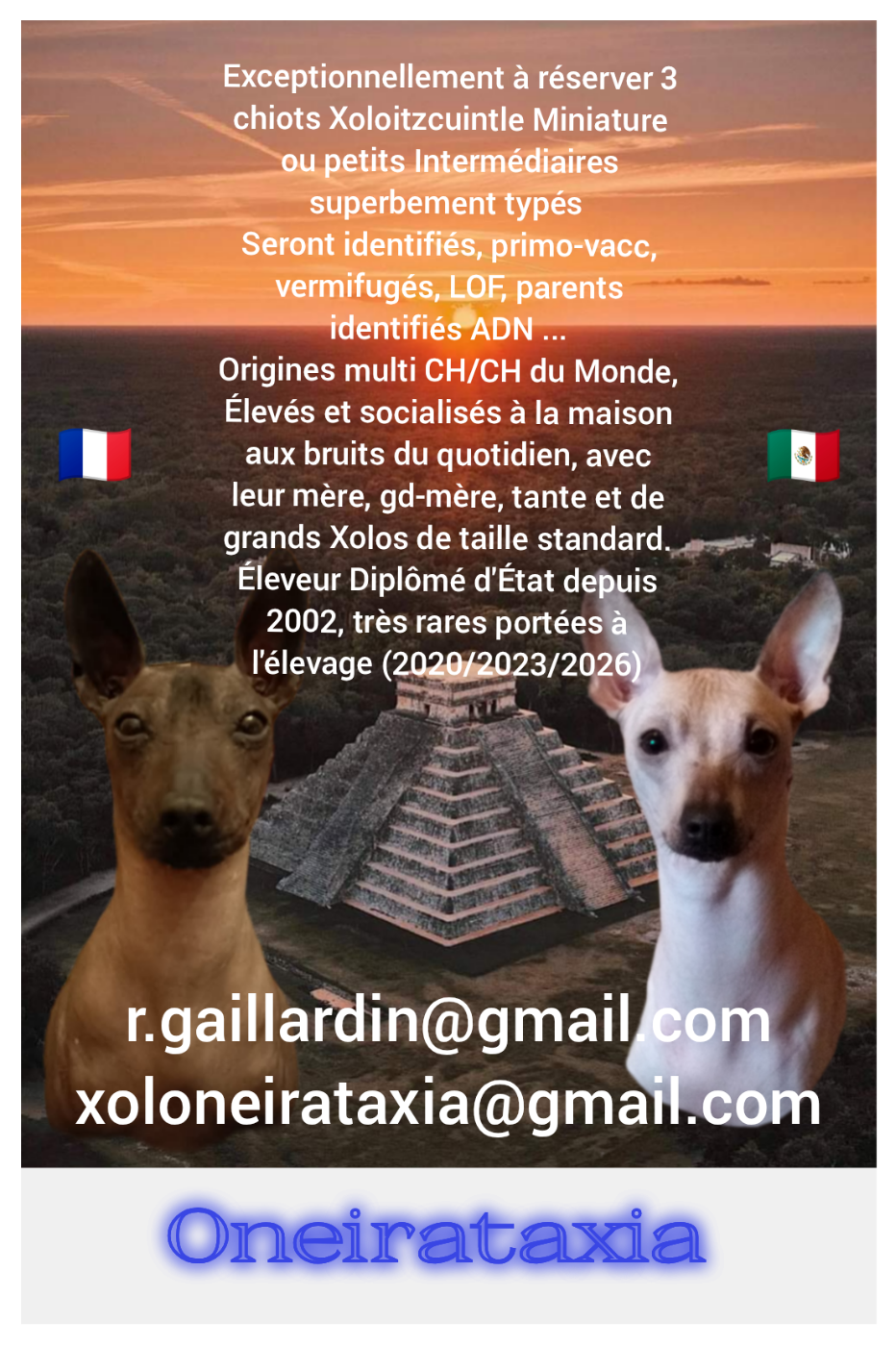 Chiot Chien nu mexicain Oneirataxia