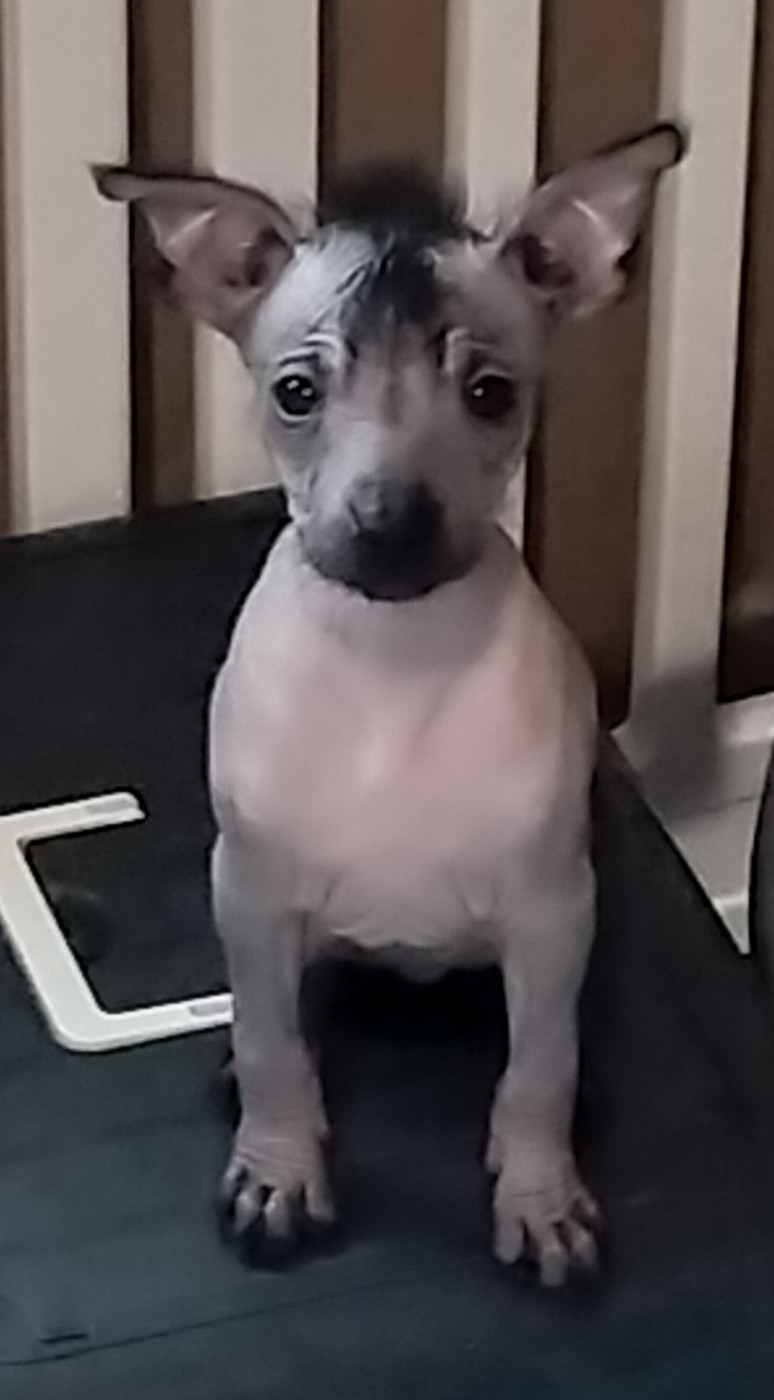 Oneirataxia - Chiots disponibles - Chien nu mexicain