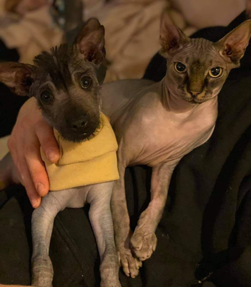 Oneirataxia - Chien nu mexicain - Portée née le 24/11/2020